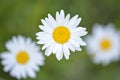 White daisies flowers Leucanthemum waldsteinii