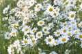 White daisies flowers meadow Royalty Free Stock Photo