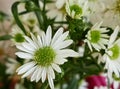 White daisies fresh cut flowers photos Royalty Free Stock Photo