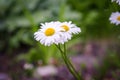 White daisies