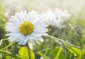 White Daisies in a Garden Royalty Free Stock Photo