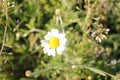 White daisies in the grass. Medical plant ÃÂ¡amomile flowers on the meadow on a sunny day. Summer daisies field. Royalty Free Stock Photo