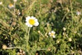White daisies in the grass. Medical plant ÃÂ¡amomile flowers on the meadow on a sunny day. Summer daisies field. Royalty Free Stock Photo