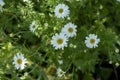 White daisies in the grass