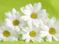 White daisies Royalty Free Stock Photo