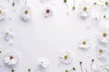 white daisies on a green background white daisy border