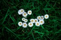 White daisies on green grass background top view