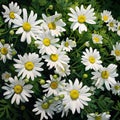 White daisies with green leaves in a field, close-up view. Flowering flowers, a symbol of spring, new life Royalty Free Stock Photo