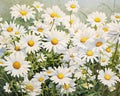 White daisies with green leaves in a field, close-up view. Flowering flowers, a symbol of spring, new life Royalty Free Stock Photo