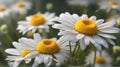 White daisies on a green meadow. Chamomile field Royalty Free Stock Photo