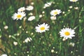 White daisies on green meadow Royalty Free Stock Photo