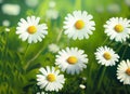 White daisies on a green meadow. Nature background. Generative AI Royalty Free Stock Photo