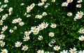 White daisies on a green meadow in the spring. Idyllic Meadow. Natural landscape with wild meadow flowers. Green grass and Royalty Free Stock Photo