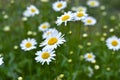 White daisies on a green meadow in summer Royalty Free Stock Photo