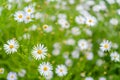 White daisies on a green meadow Royalty Free Stock Photo