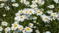 White daisies on a green meadow in sunny summer day Royalty Free Stock Photo