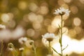 White daisies grow in the summer garden with amazing bokeh bubbles. Floral art card