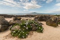 White daisies growing on beach in Takapuna Royalty Free Stock Photo