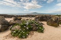 White daisies growing on beach in Takapuna