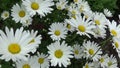 Daisies Growing on the Flowerbed. HD video footage motion camera. Panorama with approach.