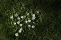 White Daisies growing in the grass Royalty Free Stock Photo