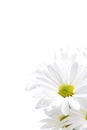 White daisies highkey Royalty Free Stock Photo