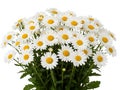 White daisies isolated on white background Royalty Free Stock Photo
