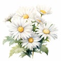 Charming Daisy Watercolor Painting On White Background