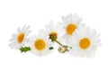 White Daisies isolated on white background, including clipping path without shade. Royalty Free Stock Photo