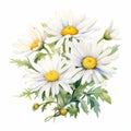 Realistic Watercolour Daisy Bouquet Illustration For Card