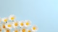 White daisies on a light blue background, copy spaces