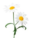 White Daisies Marguerite isolated on white background, including clipping path. Royalty Free Stock Photo