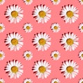 White daisies on a pink background with hard shadows, flat flat, top view, seamless texture. Floral bright pattern. Minimalistic Royalty Free Stock Photo