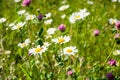 White daisies and pink clover on a green meadow. Summer Royalty Free Stock Photo