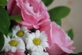 White daisies and pink roses on beige background