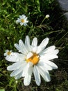 Daisies in raindrops in the greenery of the garden grass on a summer morning Royalty Free Stock Photo