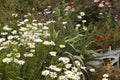 white daisies, red ground cover roses and spray roses Royalty Free Stock Photo