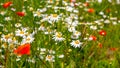 White daisies and red poppy in the meadow Royalty Free Stock Photo
