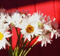 White daisies on a red wooden background. A bright Sunny picture Royalty Free Stock Photo