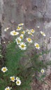 White daisies on the roadside