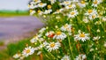 White daisies on the roadside, wild flowers in summer Royalty Free Stock Photo