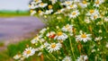 White daisies on the roadside, wild flowers in summer