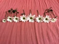 White daisies on a salmon colored blanket