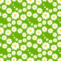 White daisies seamless pattern Royalty Free Stock Photo