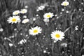 White daisies - selective desaturation Royalty Free Stock Photo