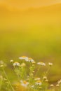 White daisies on a sun-drenched background. Flowers on a yellow blurred background. Natural concept.