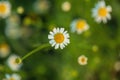 White daisies on a sun-drenched background. Flowers on a yellow blurred background. Natural concept.
