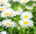 White daisies , sunny spring day in april, blooming wild daisy