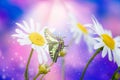 White daisies and swallowtail butterfly in sunlight .Beauty natural background in blue and pink tones with soft focus. Royalty Free Stock Photo