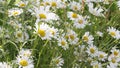 White daisies swaying in the wind